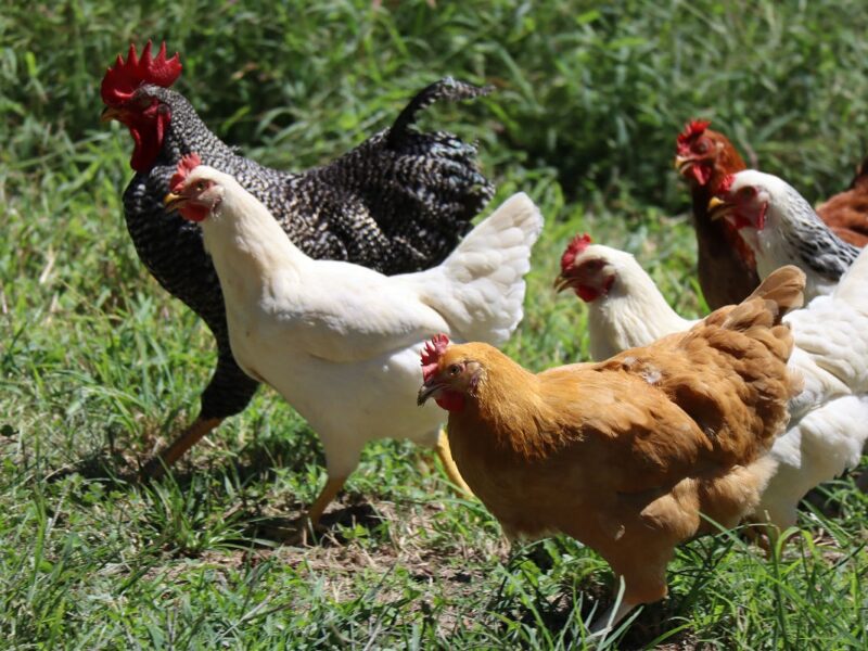 Descarta SSA riesgo ante canso de influenza aviar H5N2 en humano