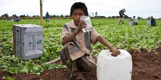 El trabajo infantil prevalece en México