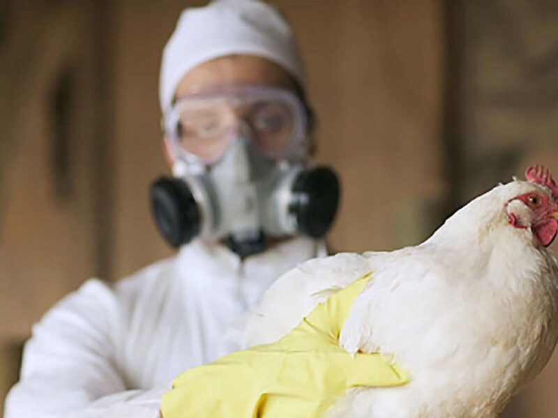 Fallecimiento por gripe aviar A-H5N2