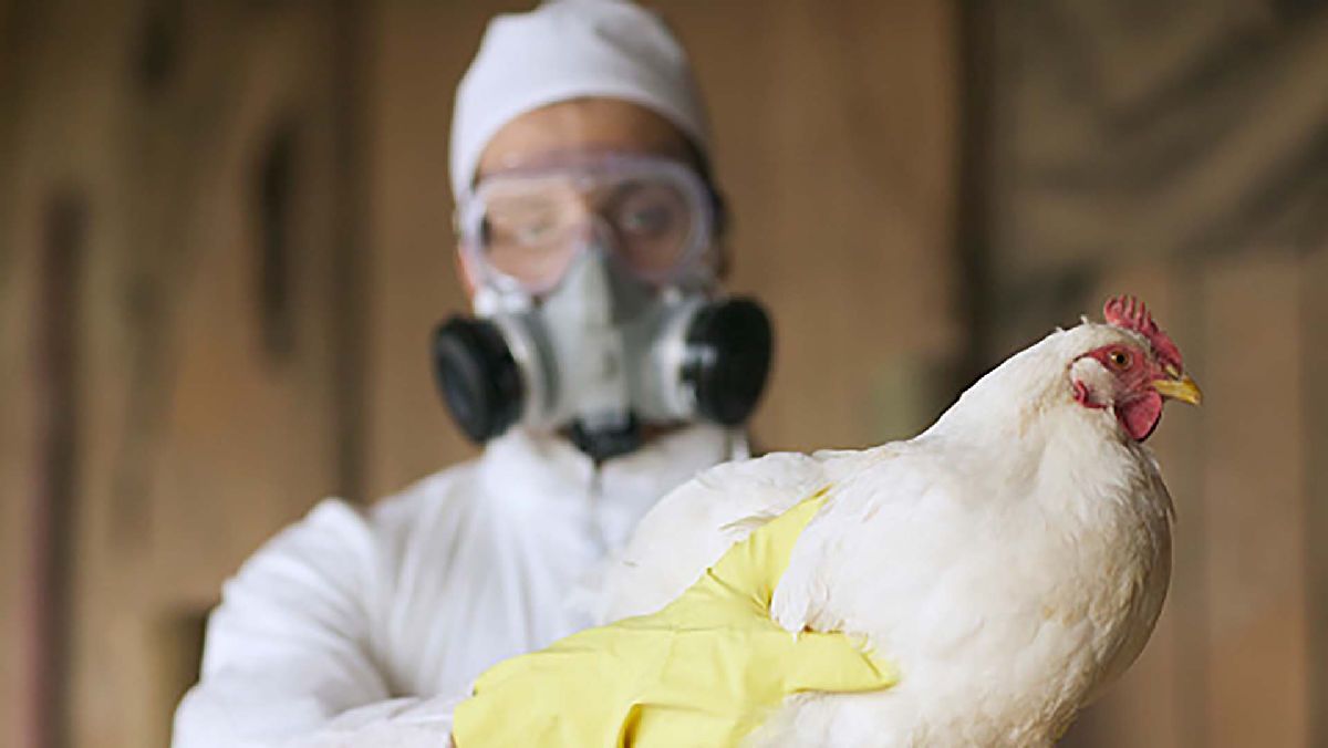 Fallecimiento por gripe aviar A-H5N2