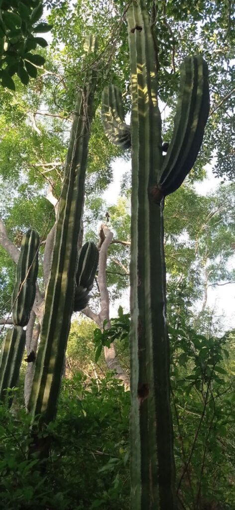 La conservación de bosques tropicales - cactus