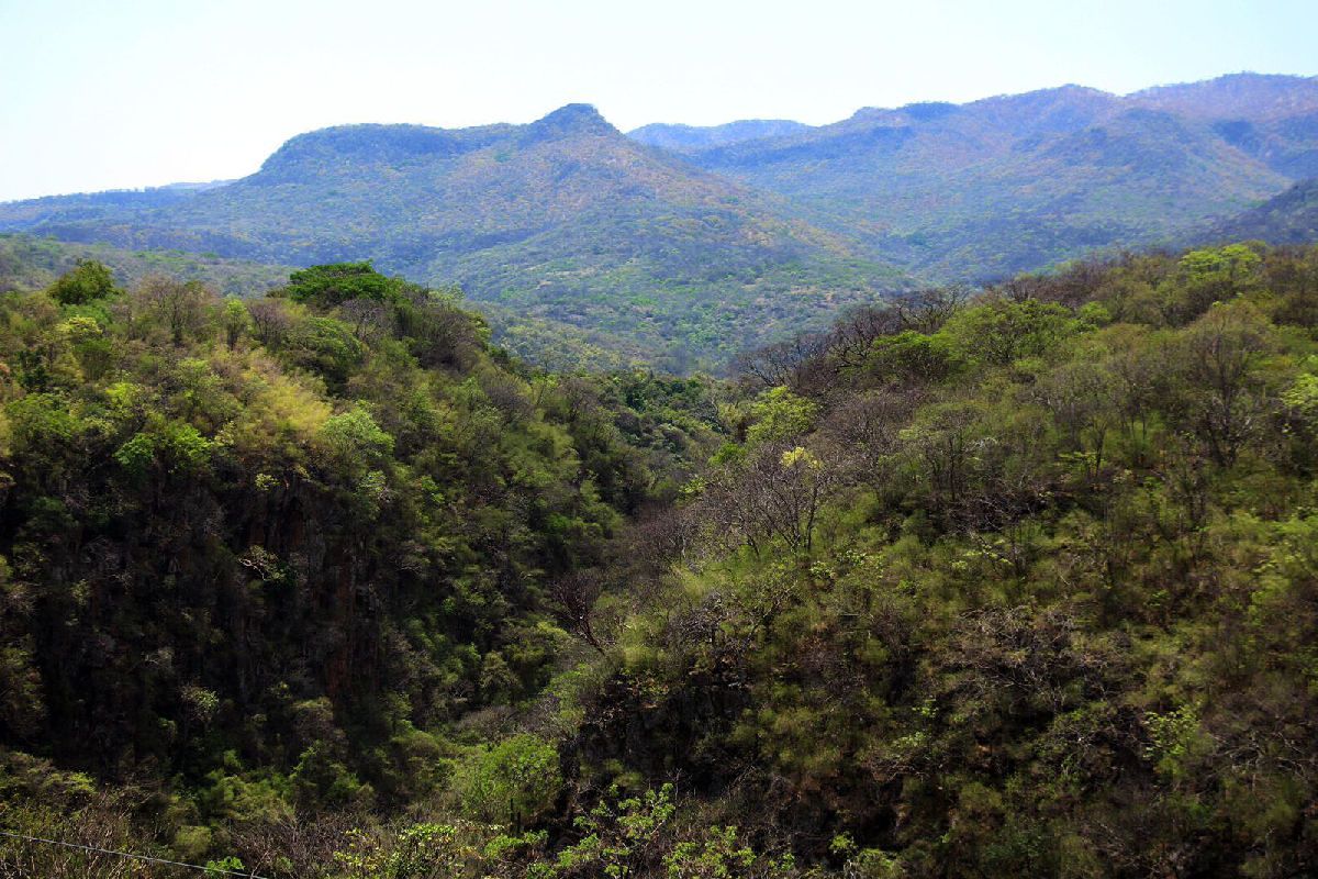 La conservación de bosques tropicales