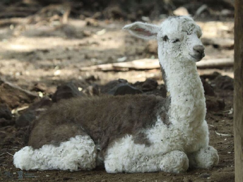 La cría de llama del zoológico de Morelia