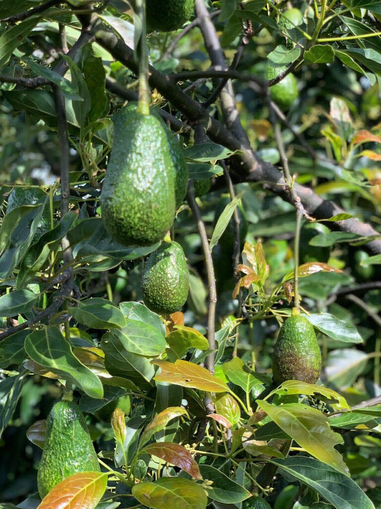 Michoacán y Jalisco encabezan exportación de aguacates