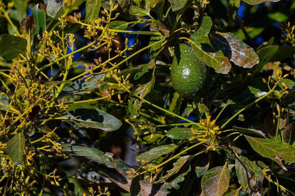 75% de producción de aguacate en Michoacán - árbol