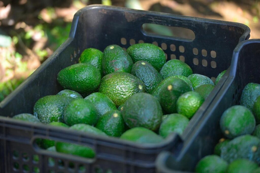 75% de producción de aguacate en Michoacán - caja