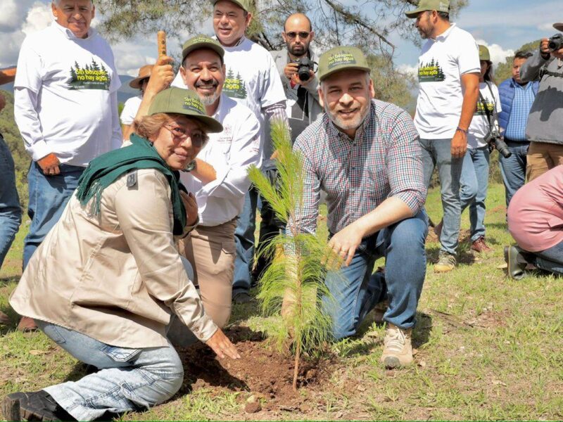 Arrancó reforestación simultánea en 12 municipios de Michoacán