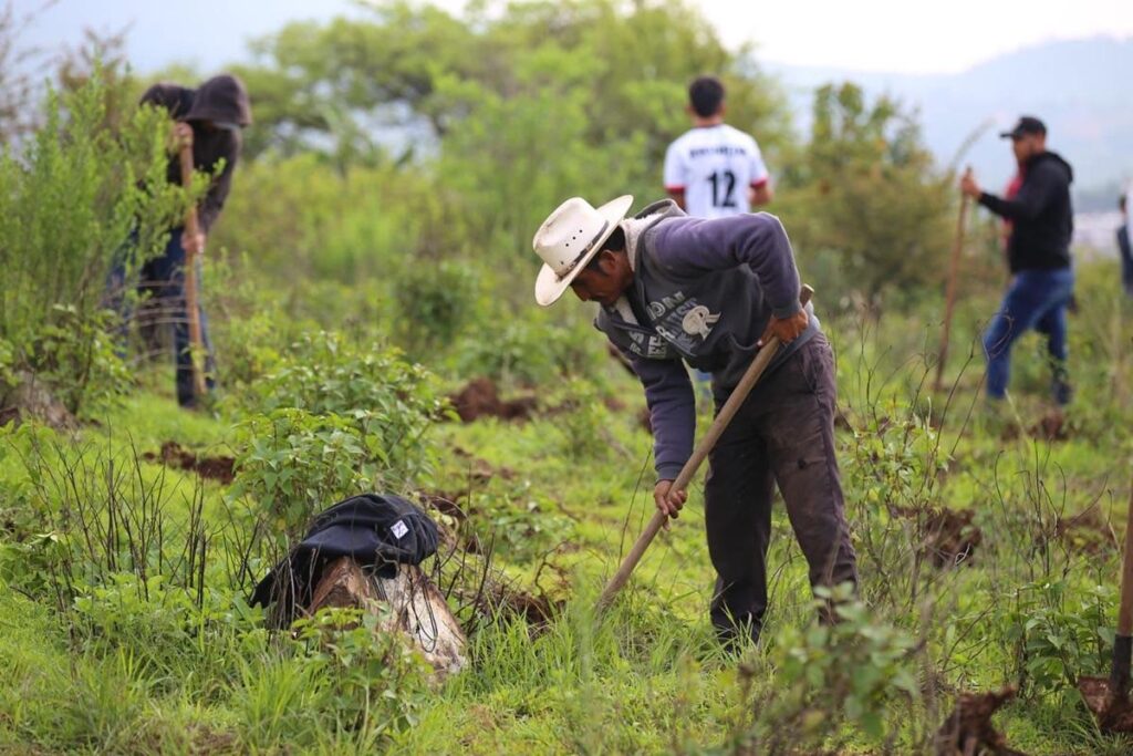 Avanza rescate del Lago de Pátzcuaro con tareas de reforestación