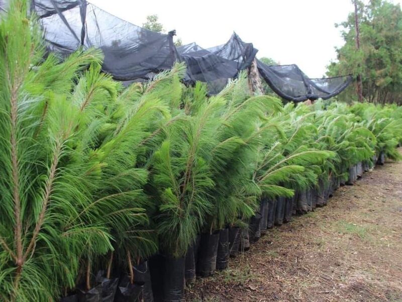 Morelianos podrán solicitar árboles al Ayuntamiento para reforestar zona urbana
