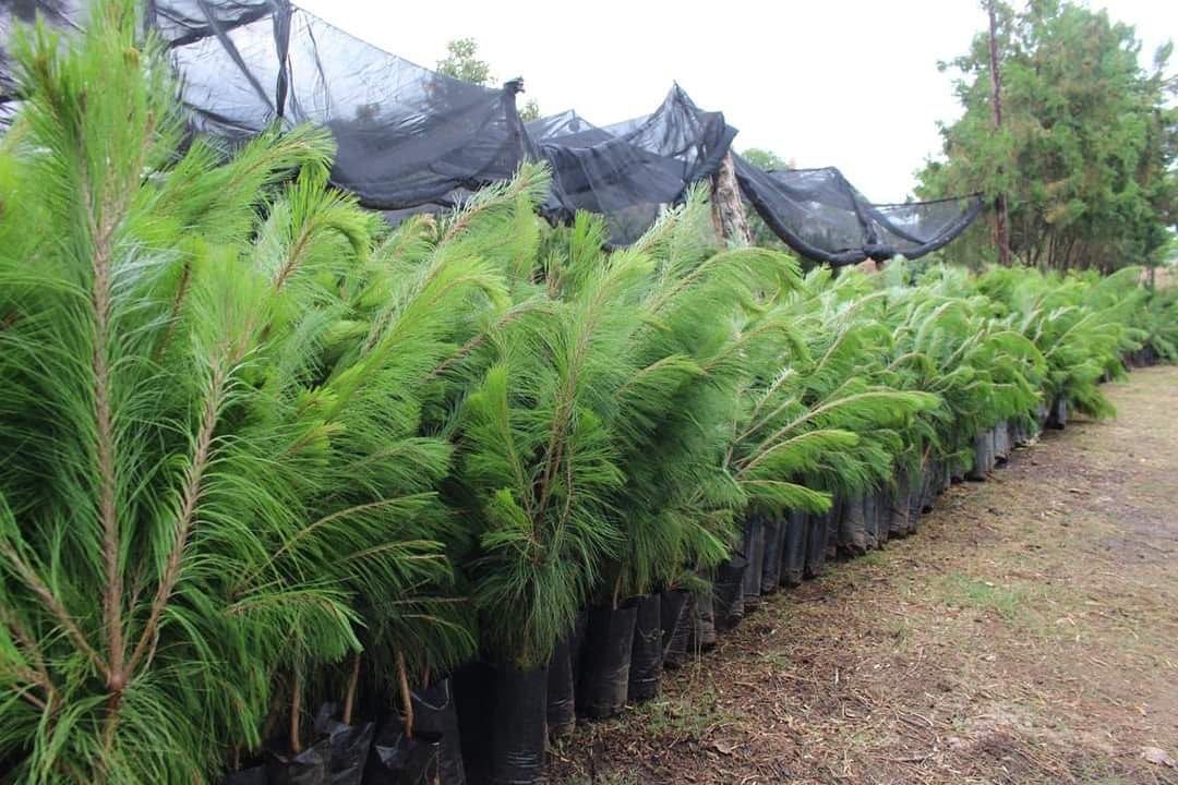 Ciudadanos podrán participar en reforestación urbana en Morelia