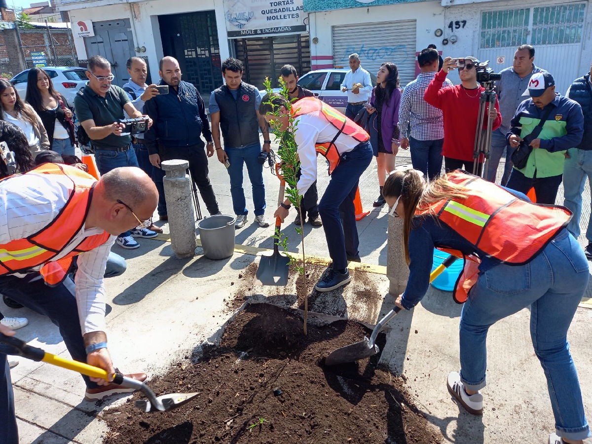 Gratis 20 opciones de árboles en programa para plantar árboles en banquetas de Morelia