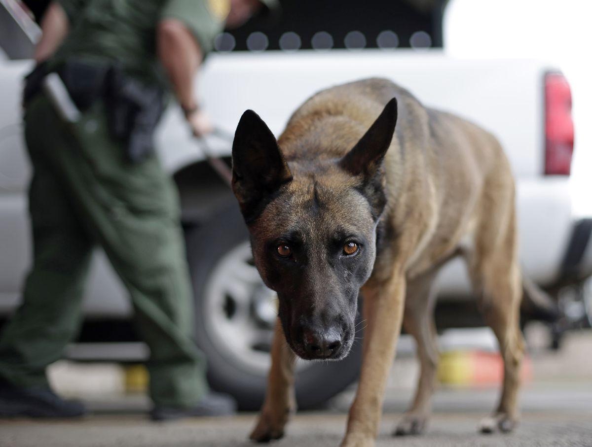 decomiso de cocaína descubierta por perros