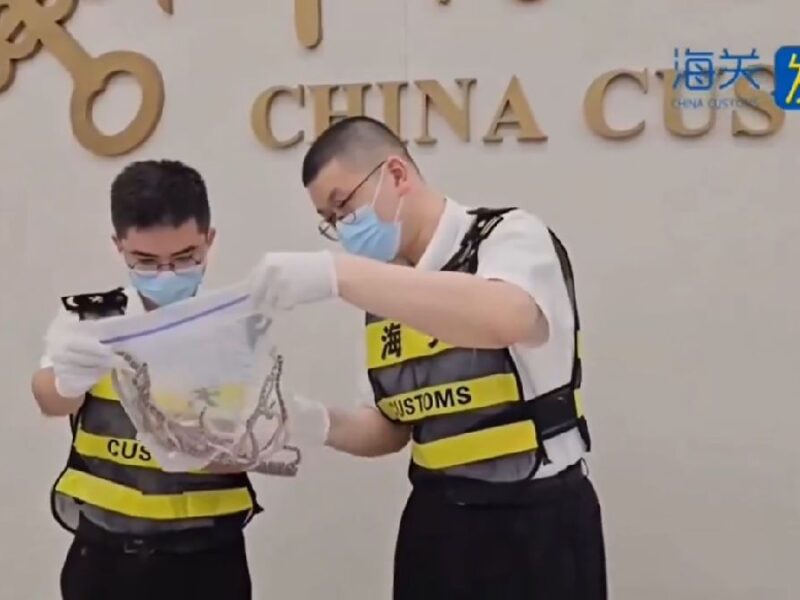 Escondidas en sus pantalones, hombre intenta introducir 104 serpientes a China