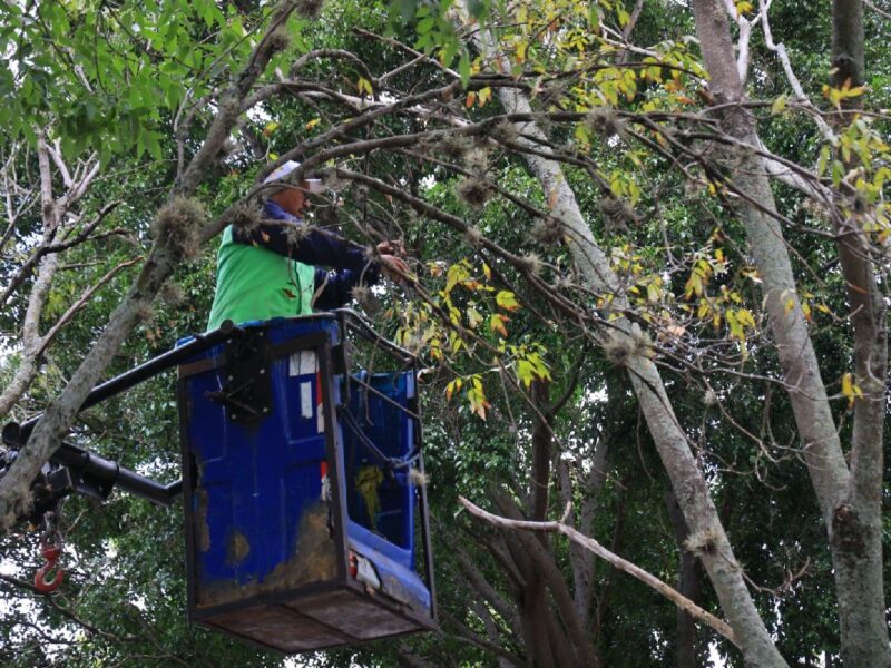 Alfonso Martínez arranca campaña para salvar árboles afectados por plagas