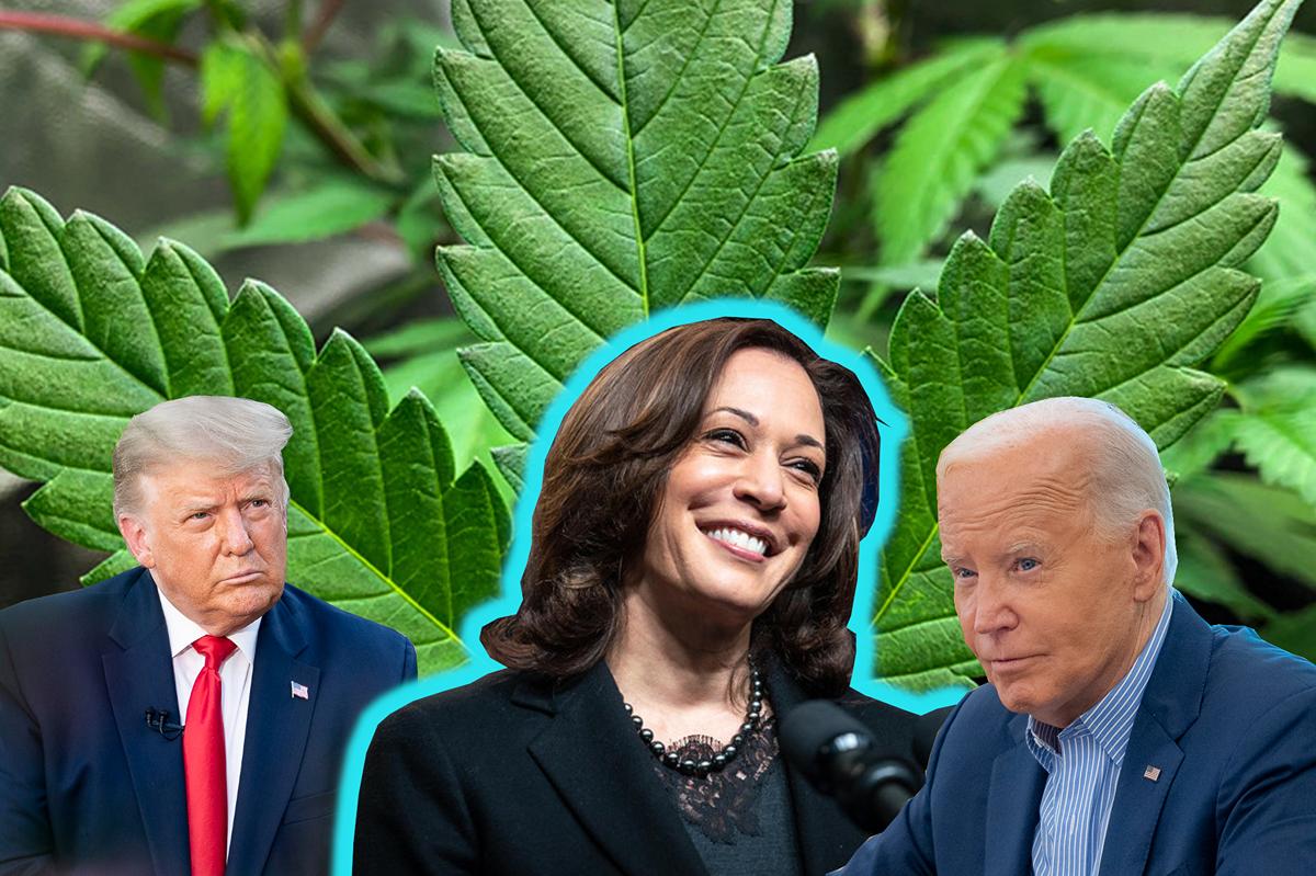 Kamala Harris se diferencia de Biden y Trump en legalización de la marihuana
