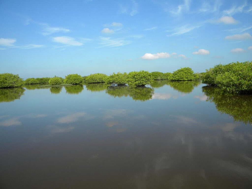 La conservación de manglares en Veracruz - Tamiahua