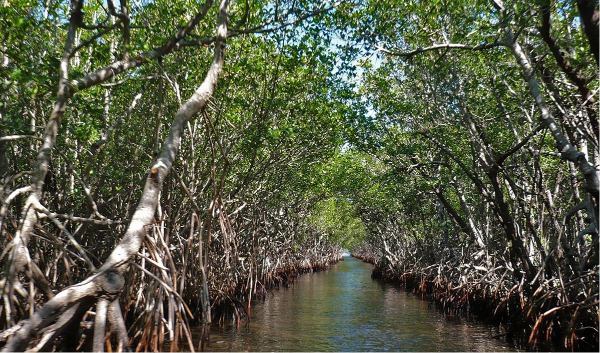 La conservación de manglares en Veracruz