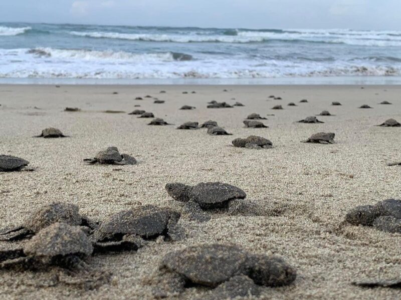 La liberación de tortugas golfinas en Michoacán