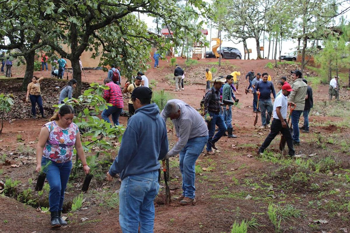 La reforestación en la Mesa de Tzitzio