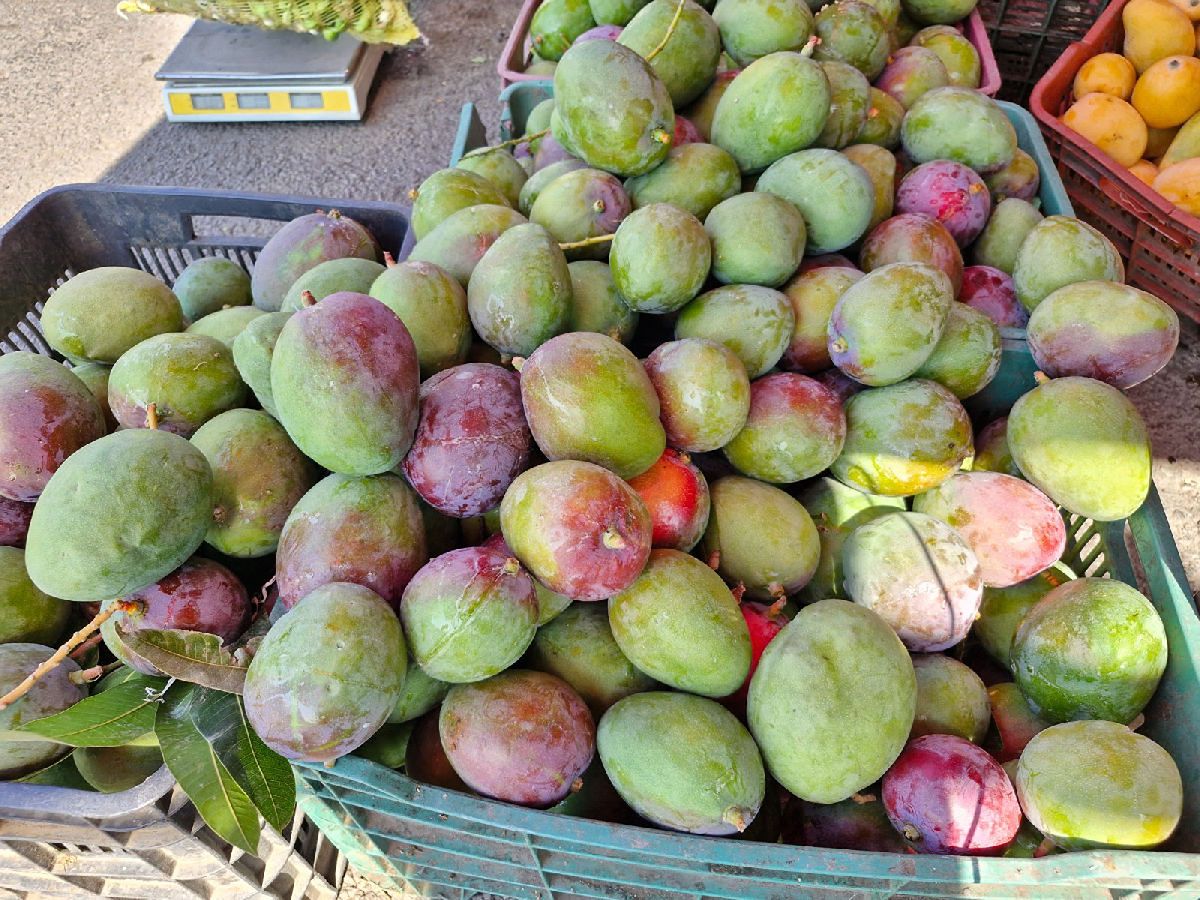 Michoacán ha exportado más de 70 mil toneladas de mango