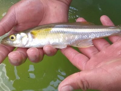 ¿El pez blanco de Pátzcuaro de dónde es originario?