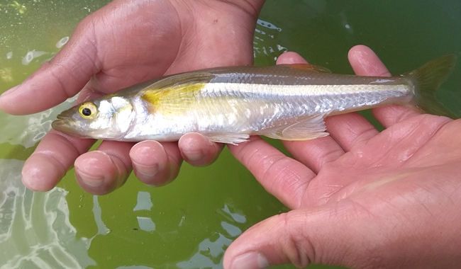 pescado blanco lago de pátzcuaro