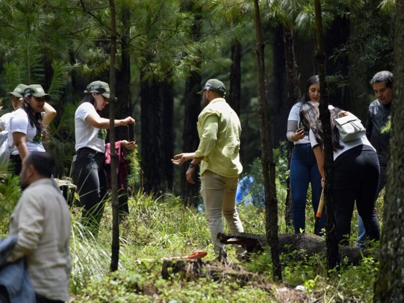 Plantación árboles área protegida los azufres