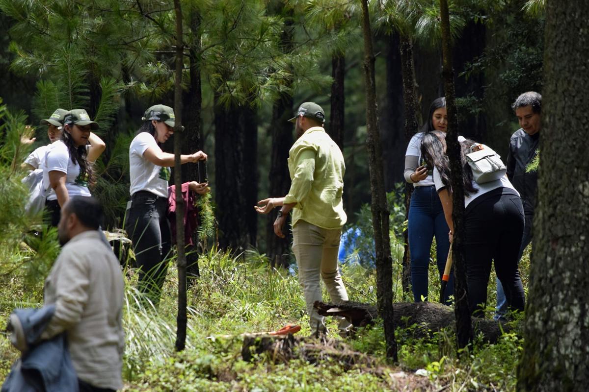 Plantación árboles área protegida los azufres