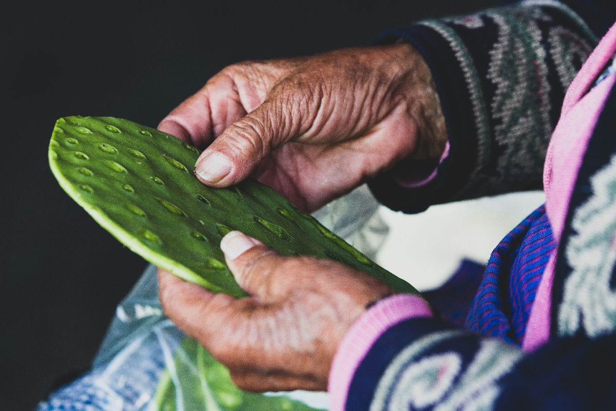 propiedades y beneficios del nopal