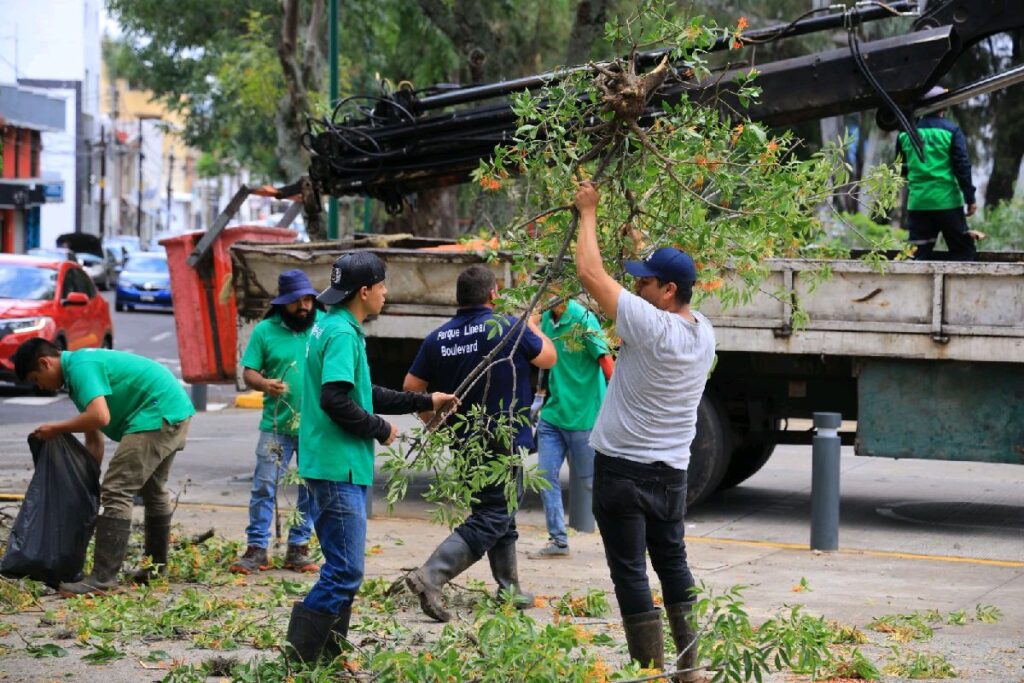 realizan acciones para salvar árboles afectados de plagas en Morelia