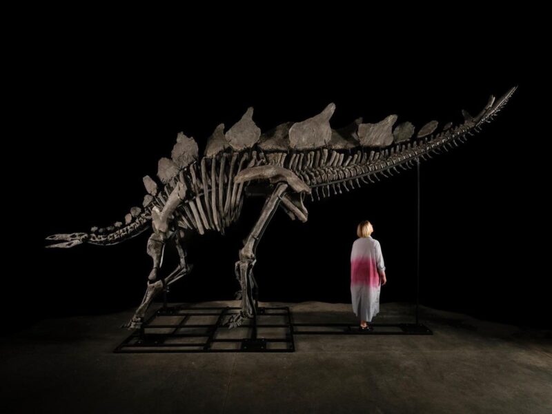 Realizan subasta en Nueva York fósil de estegosaurio