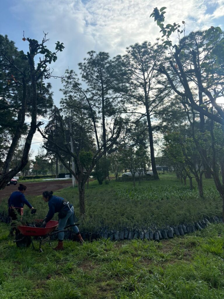 reciben plantas para reforestación en Michoacán - acomodo