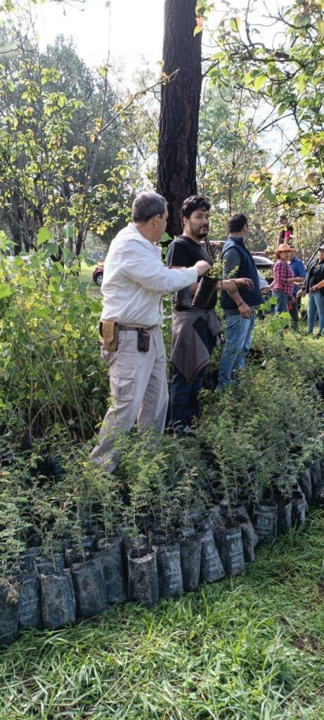 reciben plantas para reforestación en Michoacán - autoridades