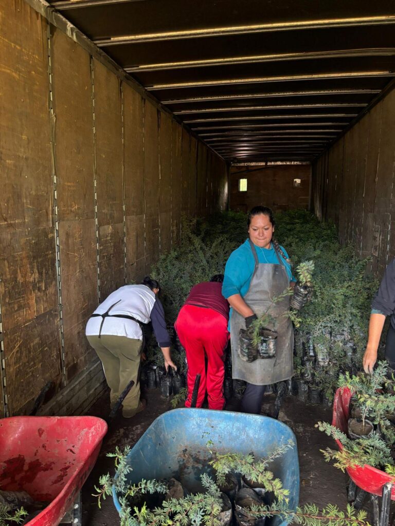 reciben plantas para reforestación en Michoacán - llegada