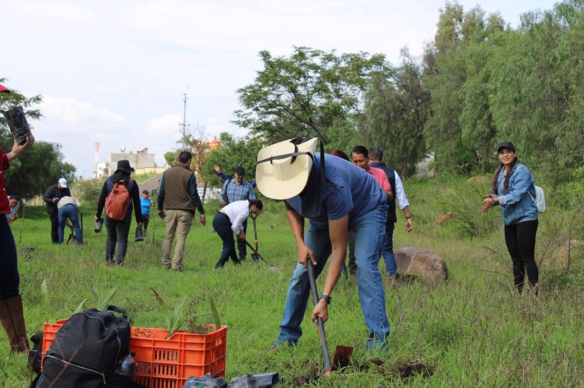 reforestación en cerritos del quinceo