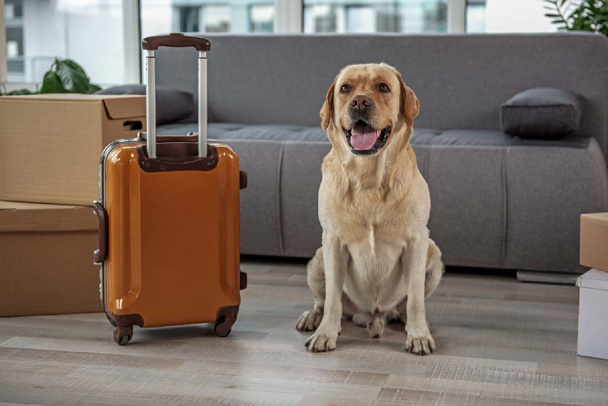 requisitos para viajar con perros en EEUU