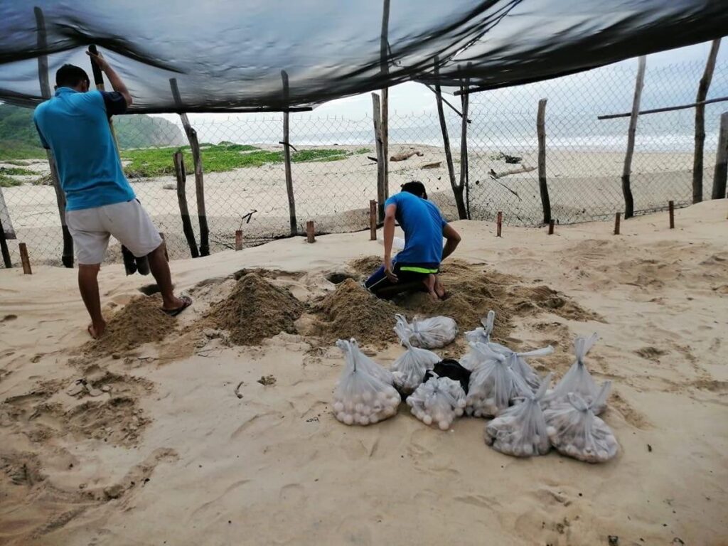 Tortuga marina es resguardada en Michoacán para conservar la especie