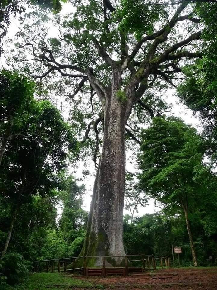 árboles más antiguos del mundo 2