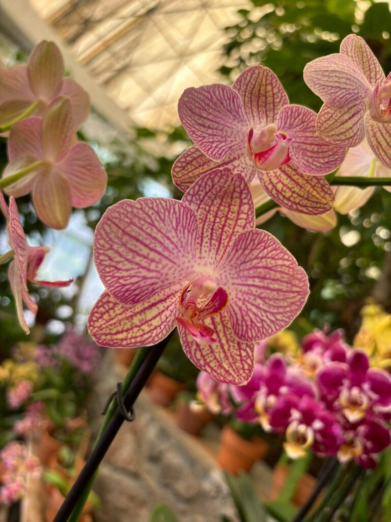 El Orquidario de Morelia - orquídea rosa