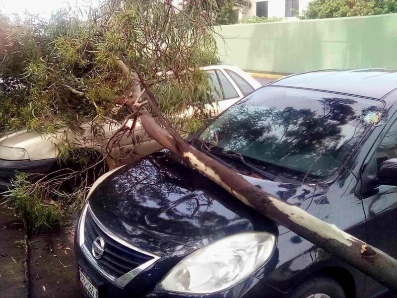 incidente en Morelia por caída de árbol