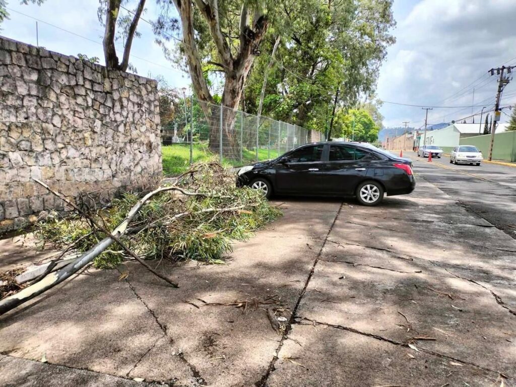 incidente en Morelia por caída de árbol - Venustiano