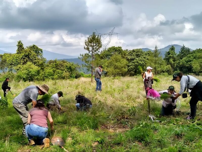 Inicia la reforestación en Michoacán