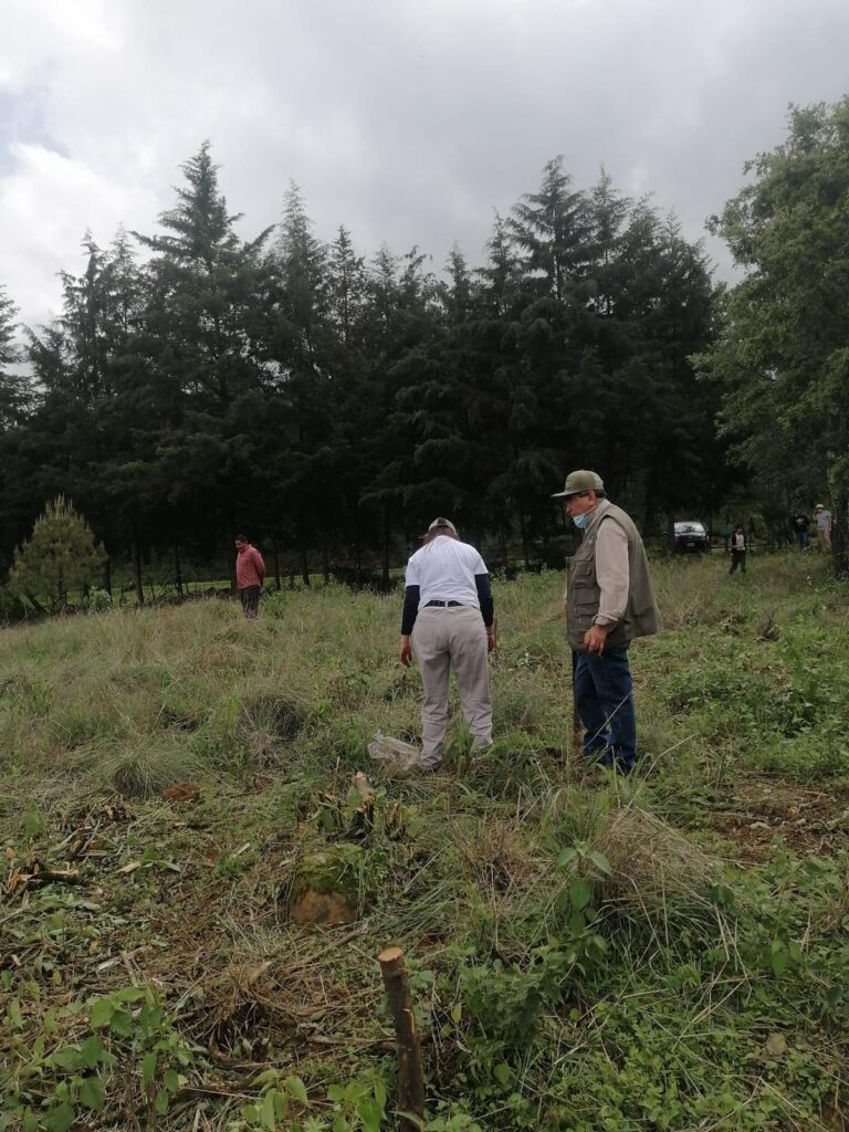 Inicia la reforestación en Michoacán - autoridades