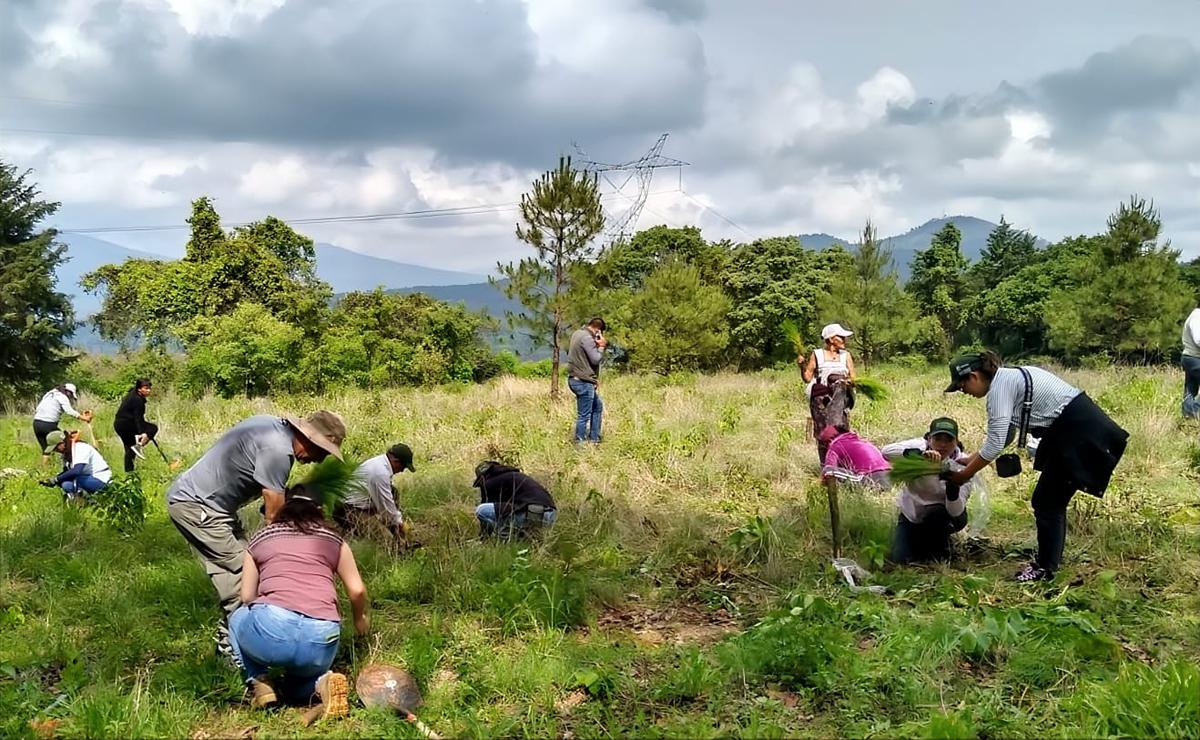 Inicia la reforestación en Michoacán