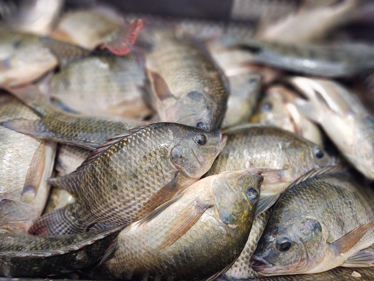 Inician repoblación de tilapia en Cuitzeo