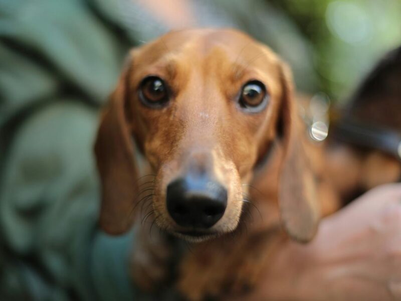 Lanzan campaña en Jacona, para esterilizar mascotas