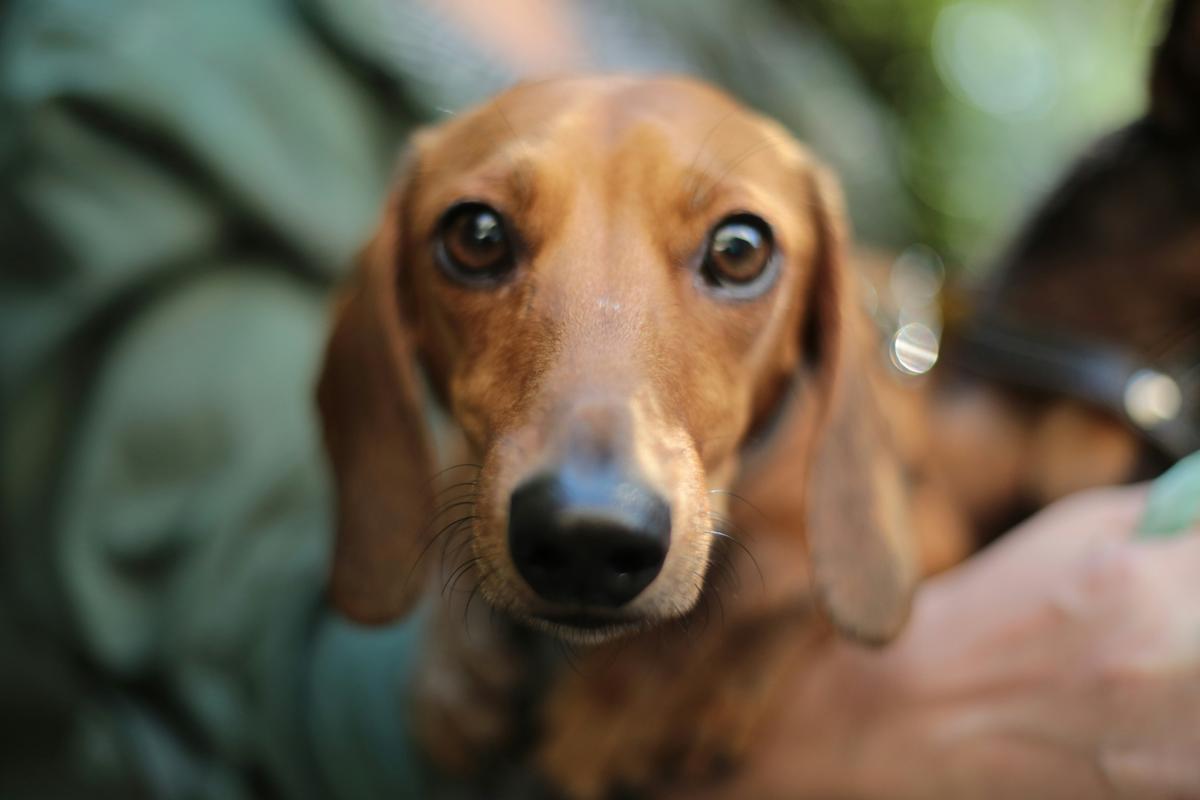 Lanzan campaña en Jacona, para esterilizar mascotas