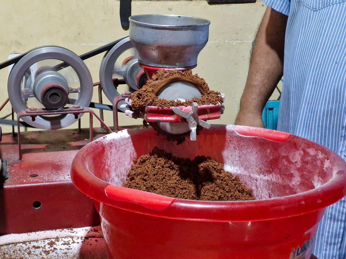 Michoacán tiene las condiciones idóneas para la producción de cacao señaló Sader