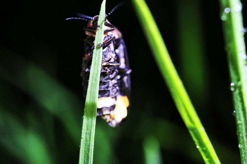 Piden evitar evitar uso de repelente para insectos, ya que hacerlo, dañaría a las luciérnagas