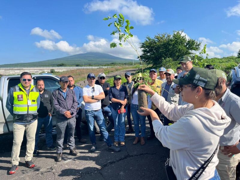 reforestación de área natural protejida en La Piedad - arbolitos